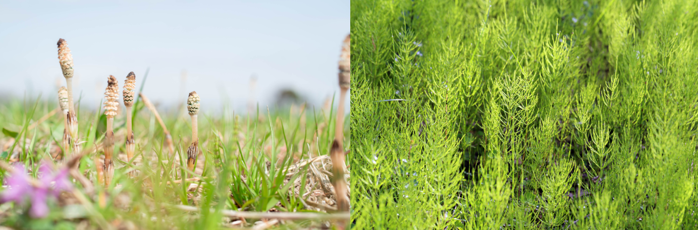 Frühlingsstamm links, Sommerstamm rechts