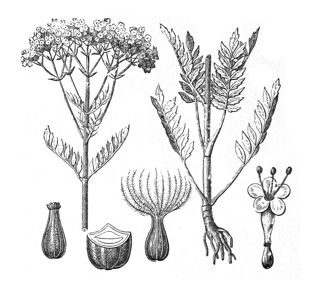 Baldrian - Herbarium