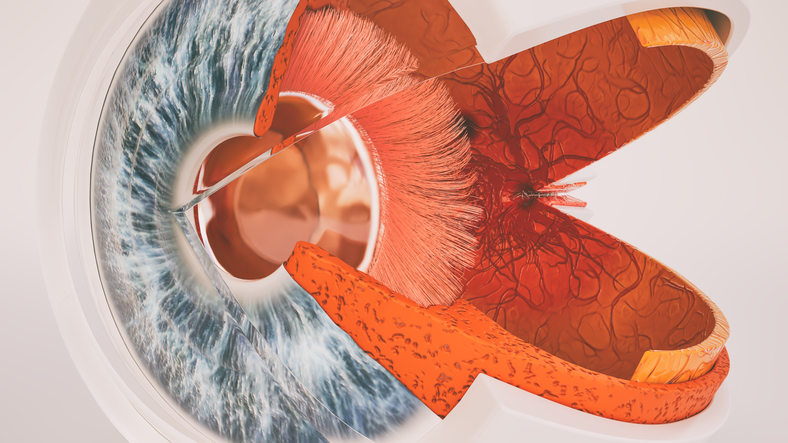 Anatomische Darstellung des Augenquerschnitts und der Innenansicht