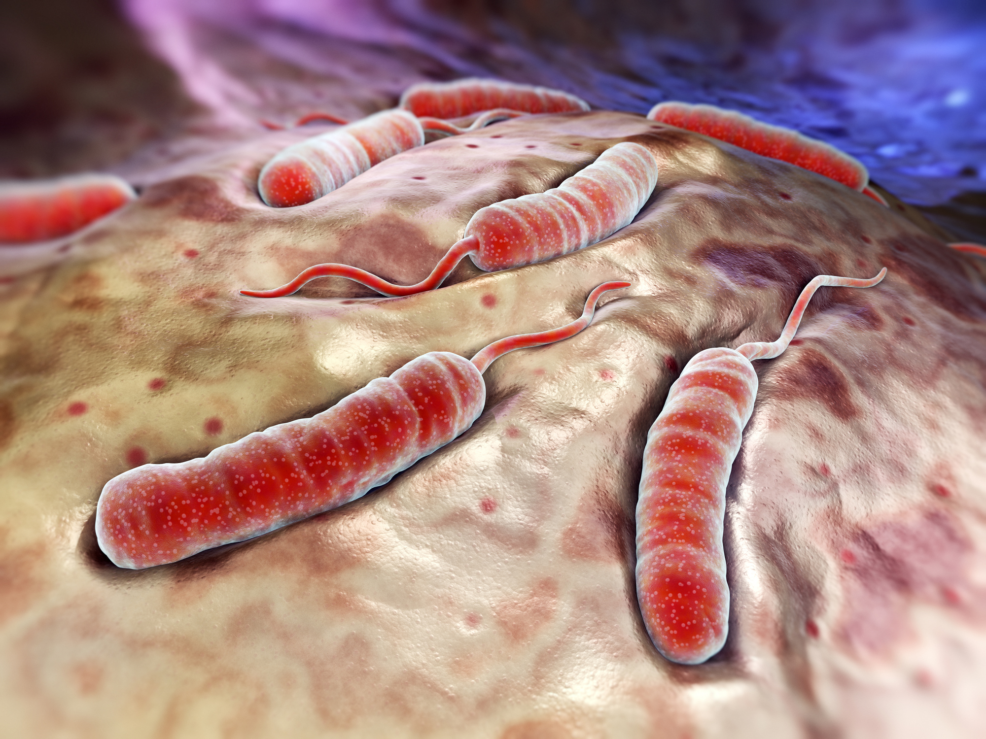 Cholera-Bakterien auf der Oberfläche des Dünndarms - Modelldarstellung, Animation