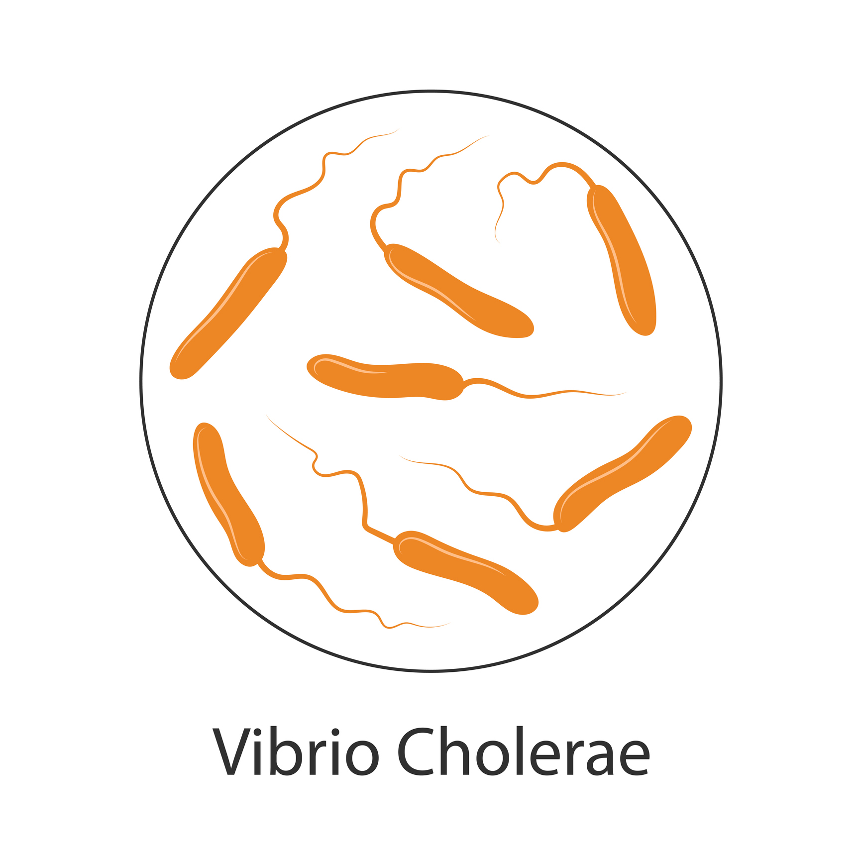 Cholera-Bakterien Vibrio cholerae
