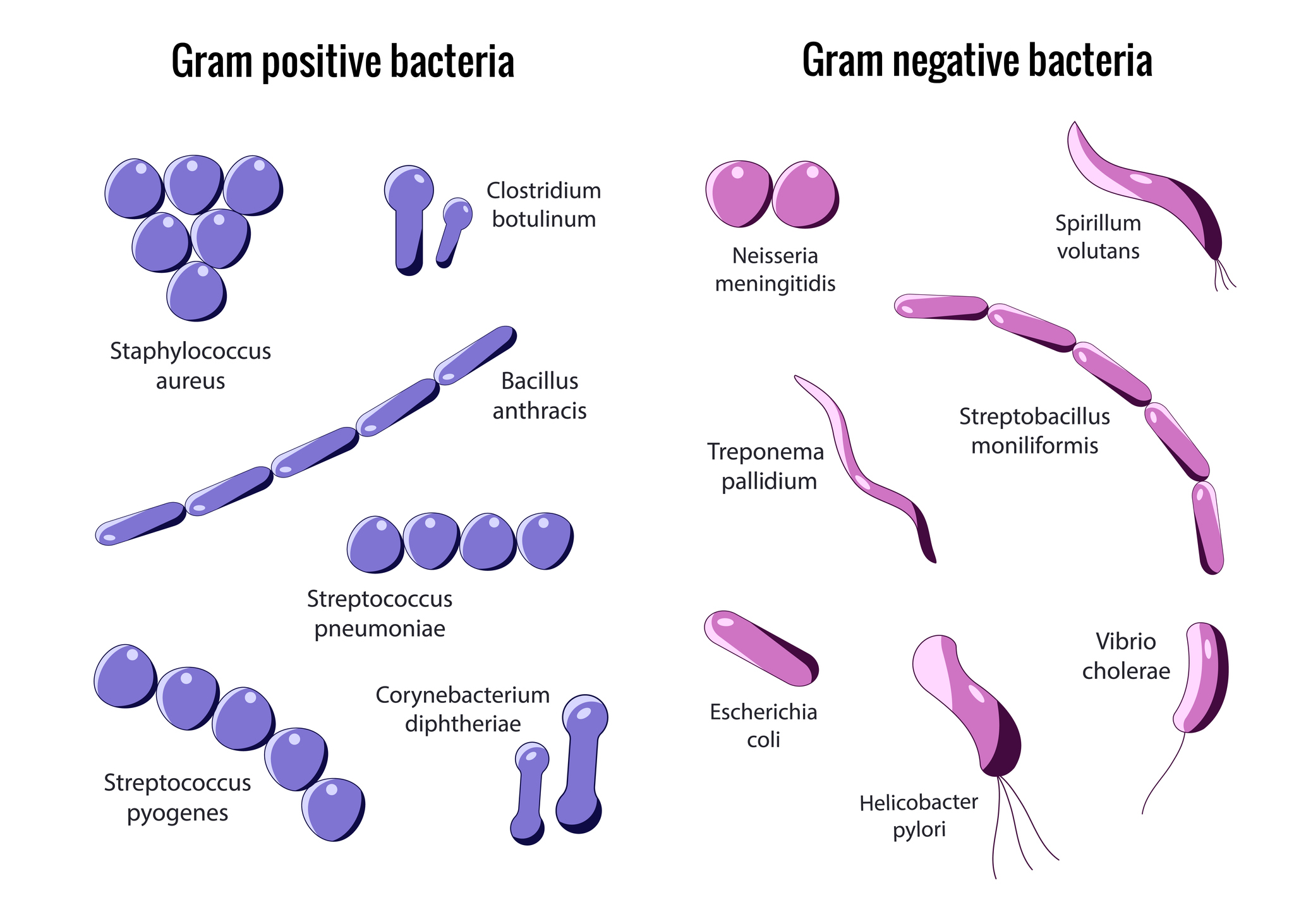 Einteilung in grampositive und gramnegative Bakterien