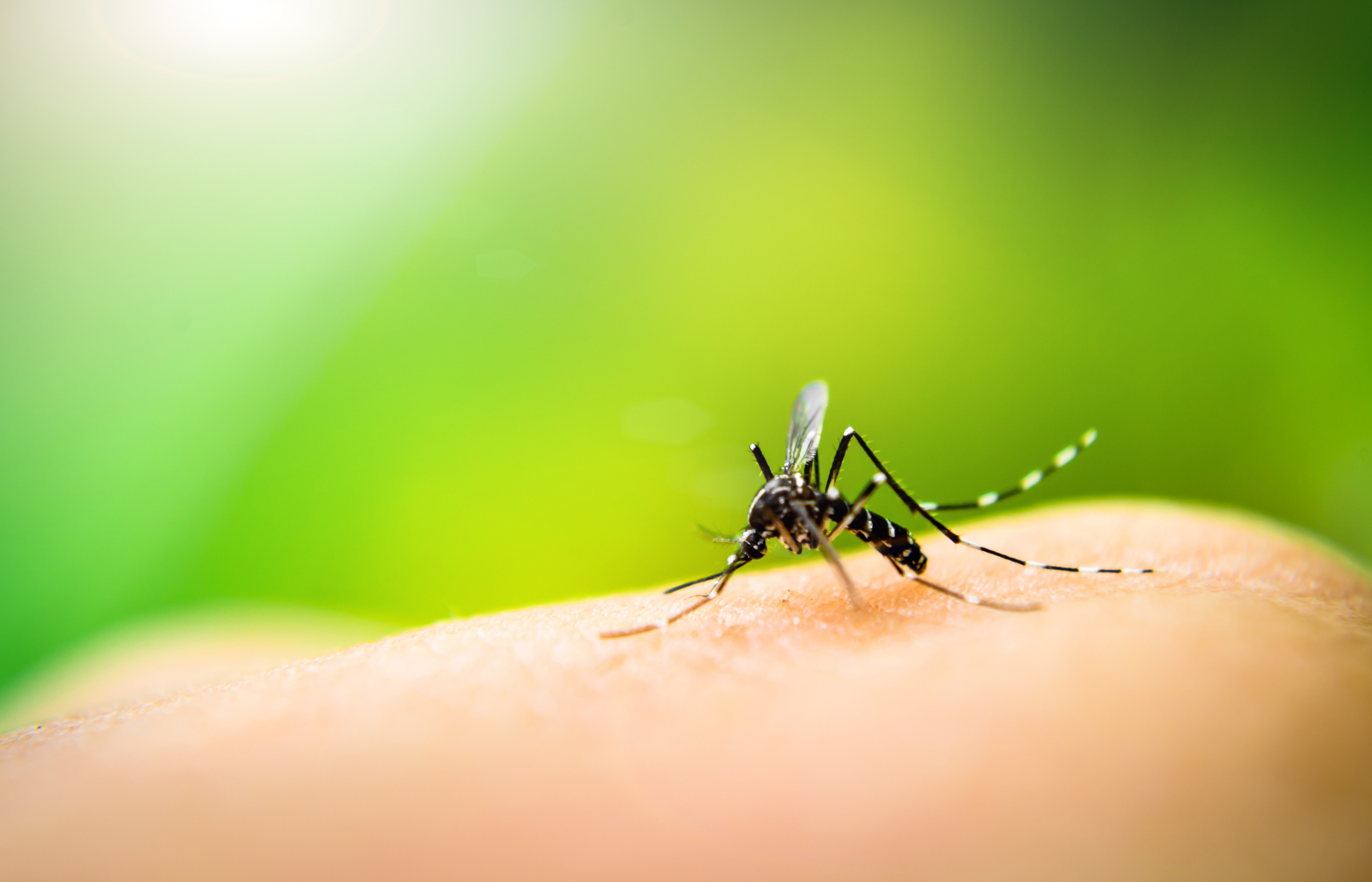 Stechmücke Aedes aegypti