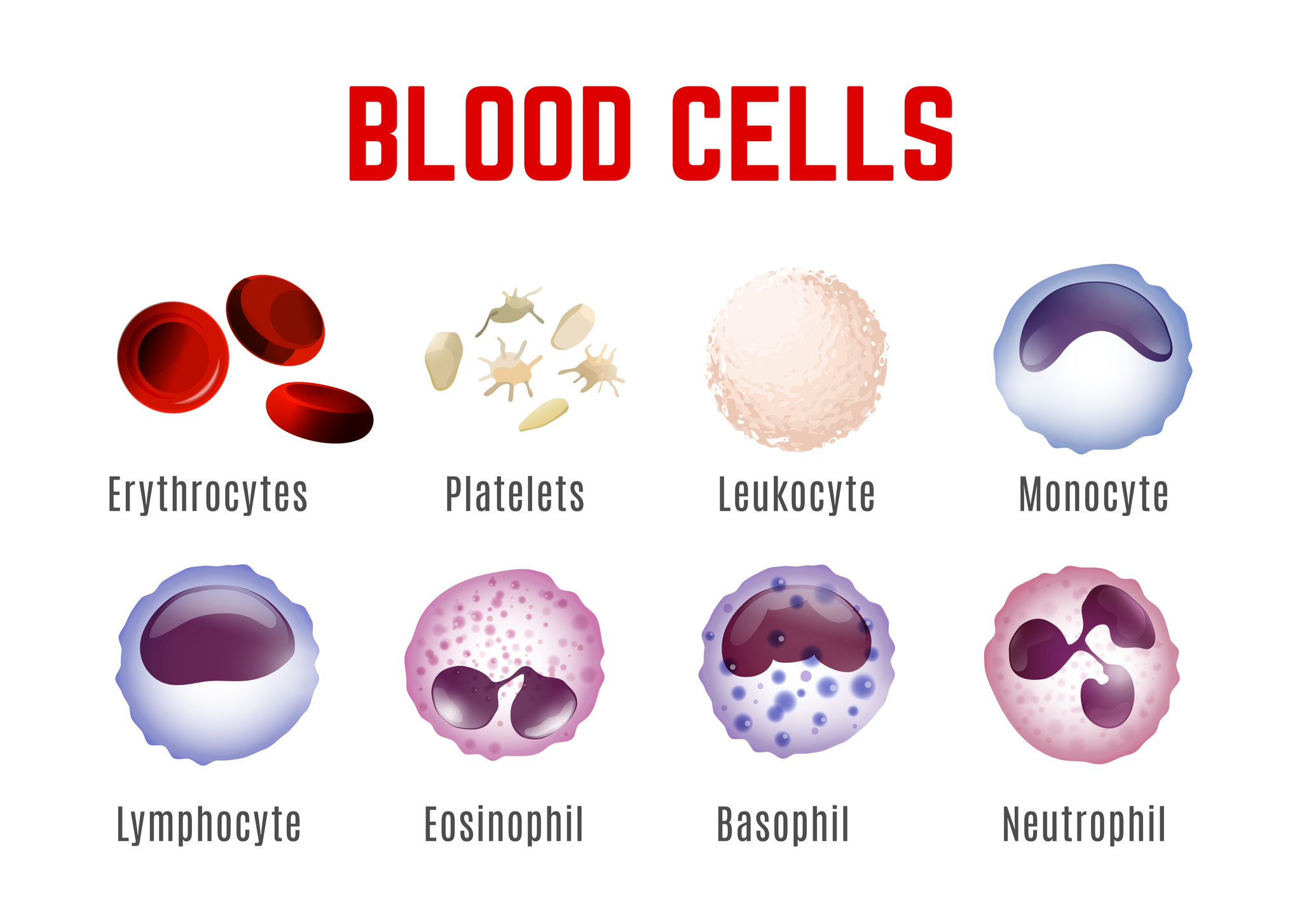 Anzeige der Blutzellen - Erythrozyten, Blutplättchen, Leukozyten, Monozyten, Lymphozyten, Eosinophile, Basophile und Neutrophile.