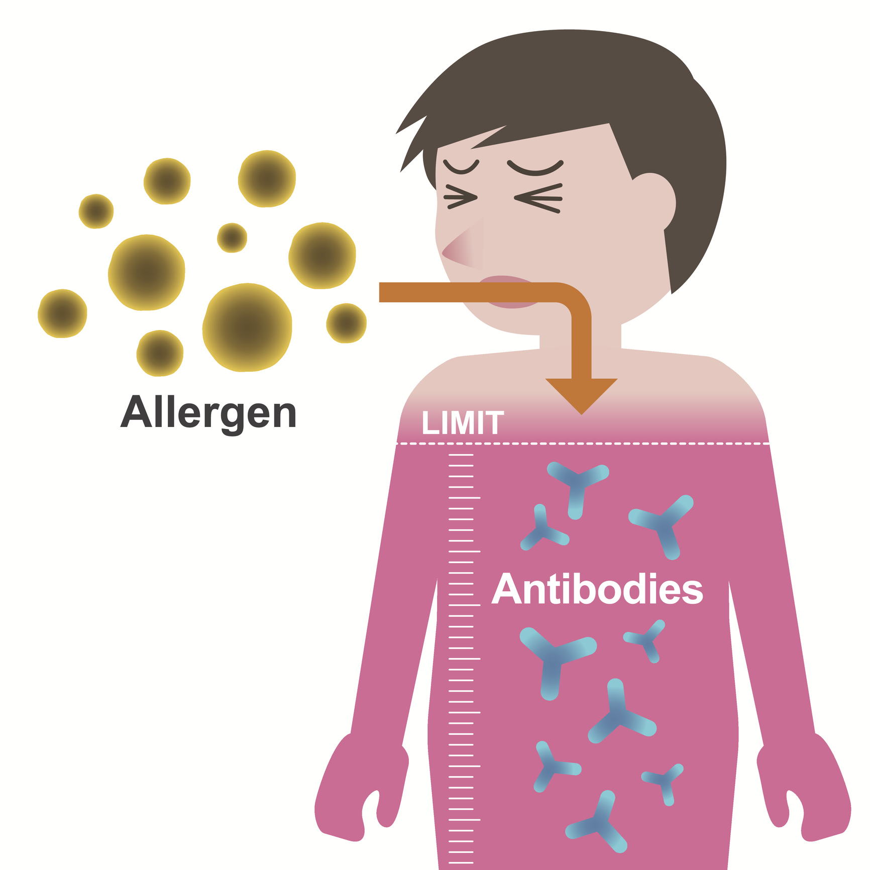 Mechanismus der Allergiebildung