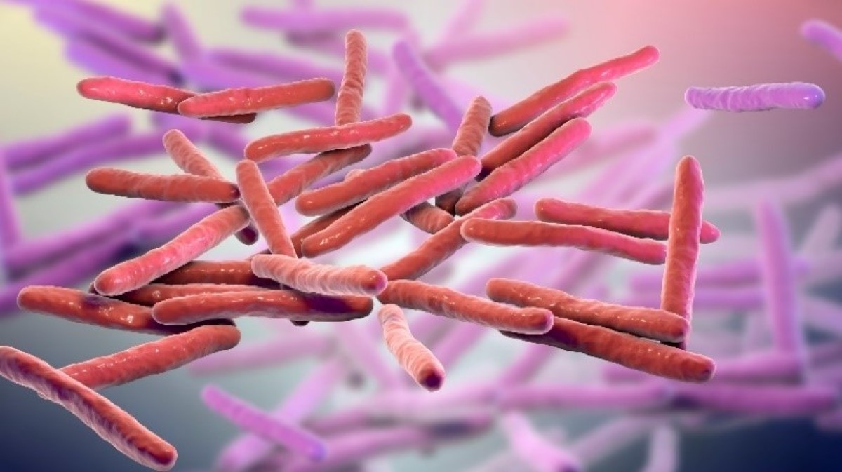 3D-Visualisierung des Mikrokosmos von Mycobacterium leprae (Leprabakterien)