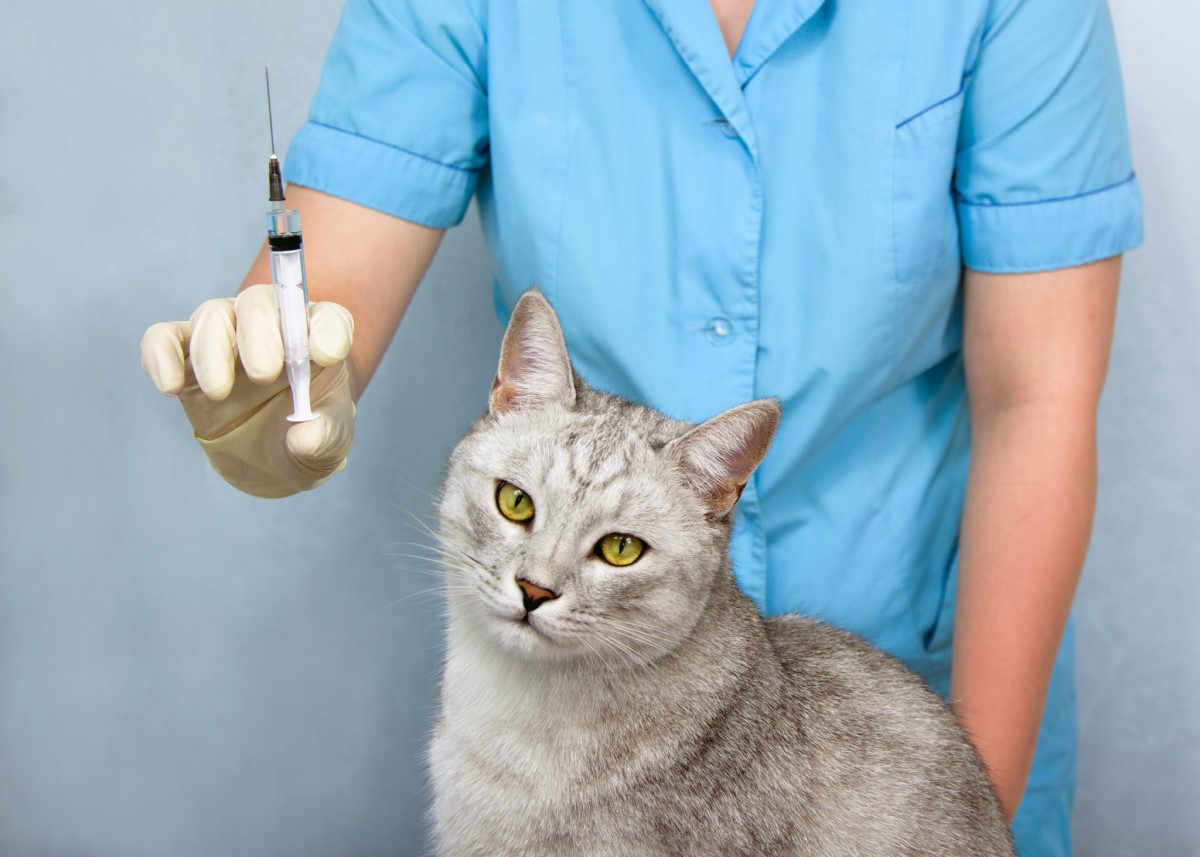Impfungen - Tierarzt und Katze, Injektionen, Impfstoff