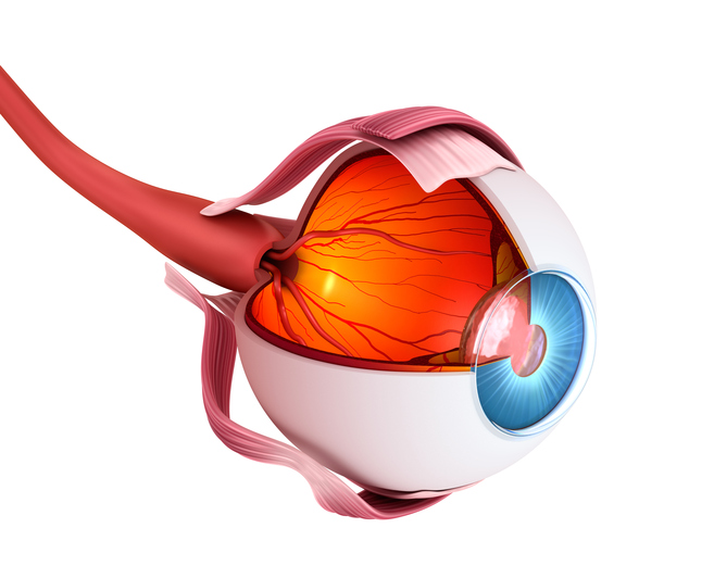 Anatomische Ansicht des Auges