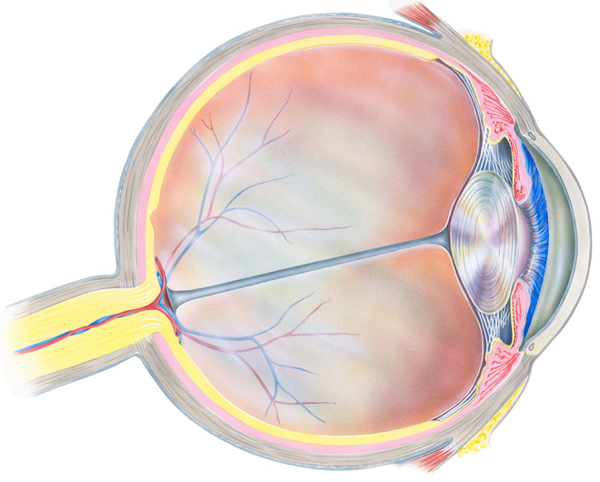 Anatomische Darstellung des Auges