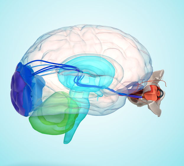 Auge und Gehirn anatomisch dargestellt
