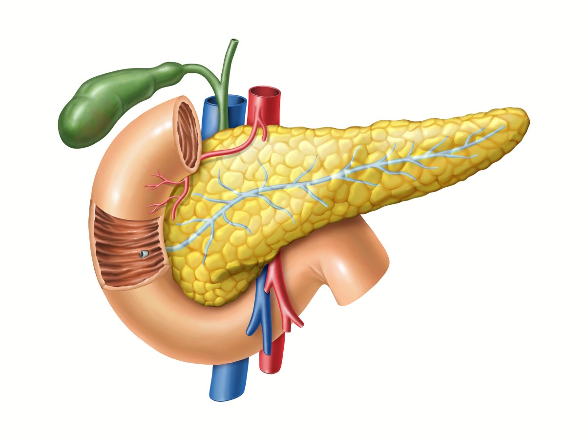 Bauchspeicheldrüse - anatomische Ansicht, außerdem sind der Pankreasgang zum Dünndarm, die Gallenblase und die großen Gefäße zu sehen