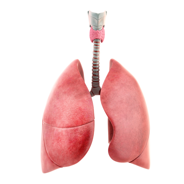 Model des Atmungsapparat, Lunge, zwei Teile. Rechte Lunge hat drei Lappen und die linke zwei