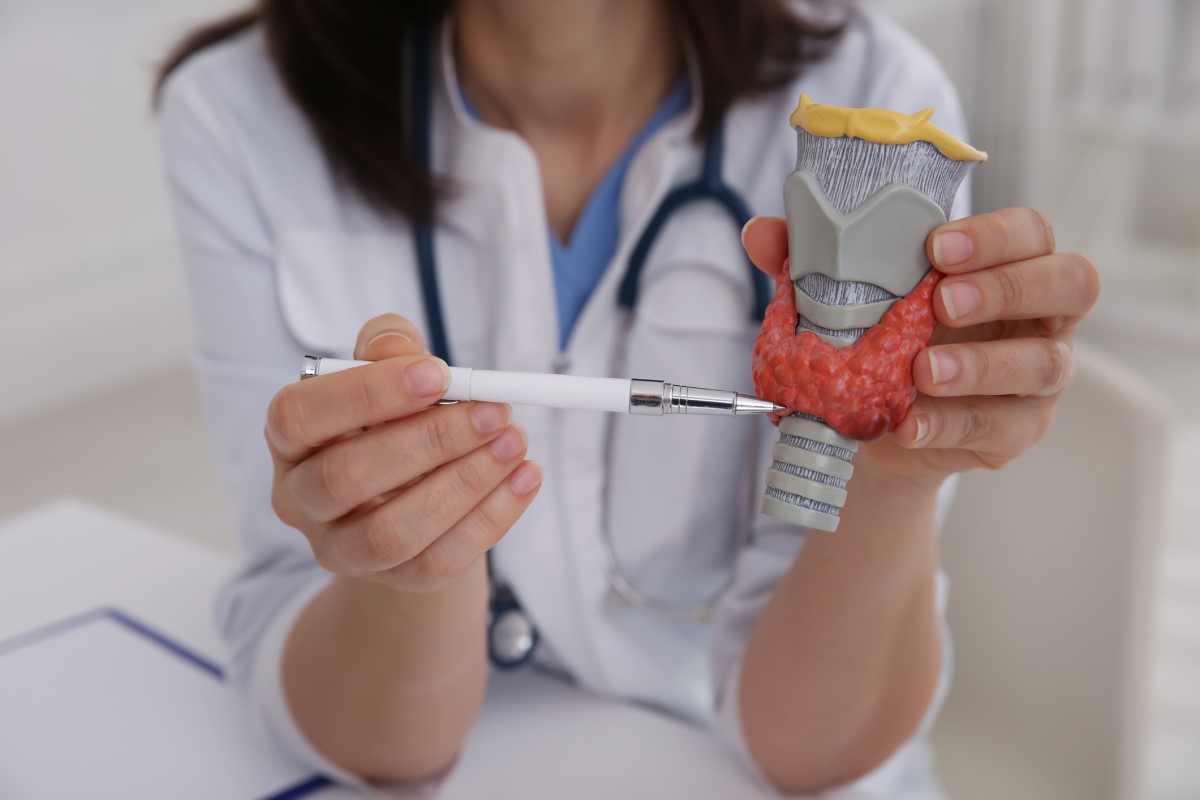 Anatomisches Modell der Schilddrüse - die Ärztin zeigt mit einem Stift auf das Modell und hält es in ihrer Hand.