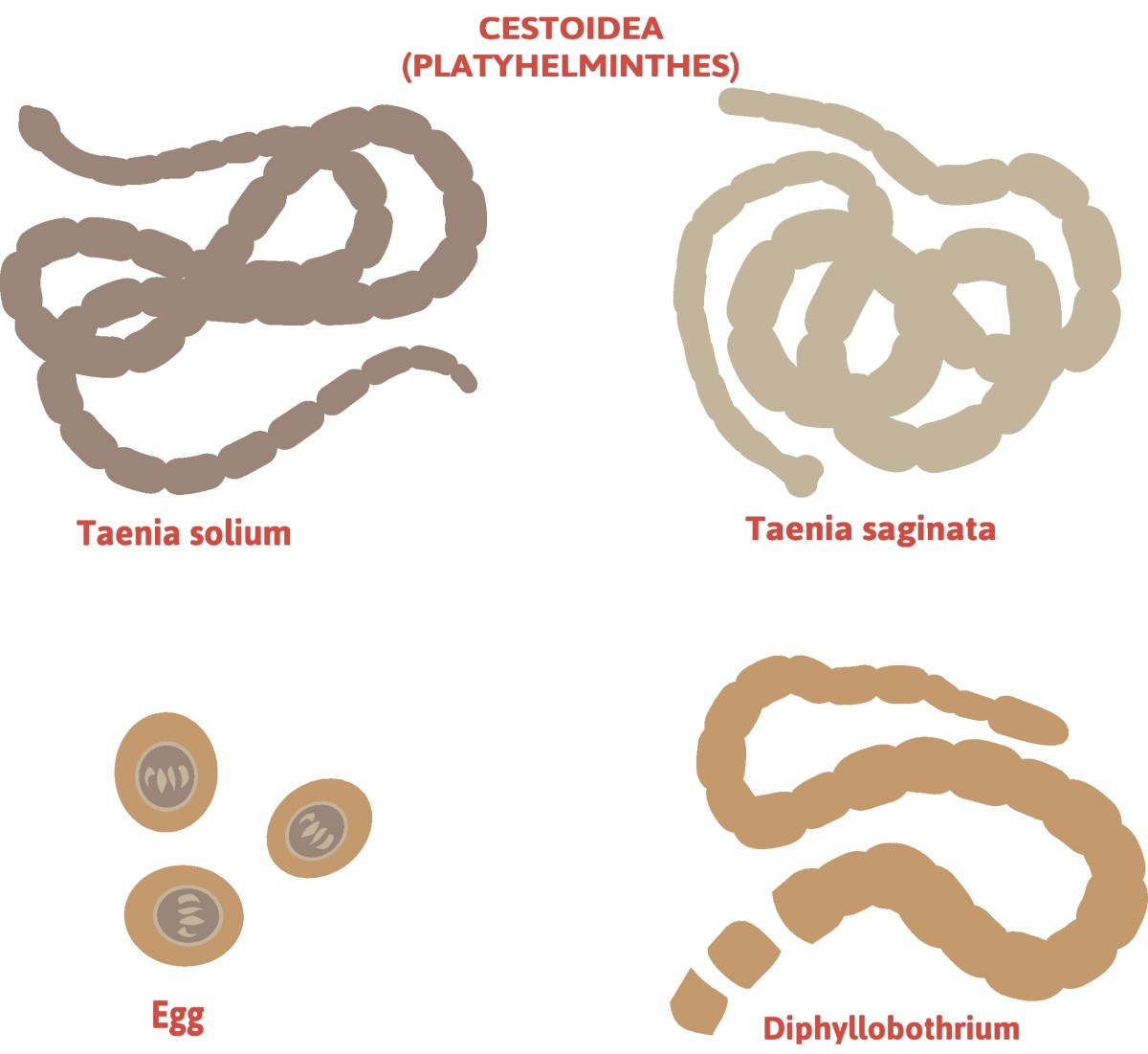 Taenia - Abteilung der Bandwürmer - Taenia solium (Langbeiniger Bandwurm) + Taenia saginata (Wehrloser Bandwurm)