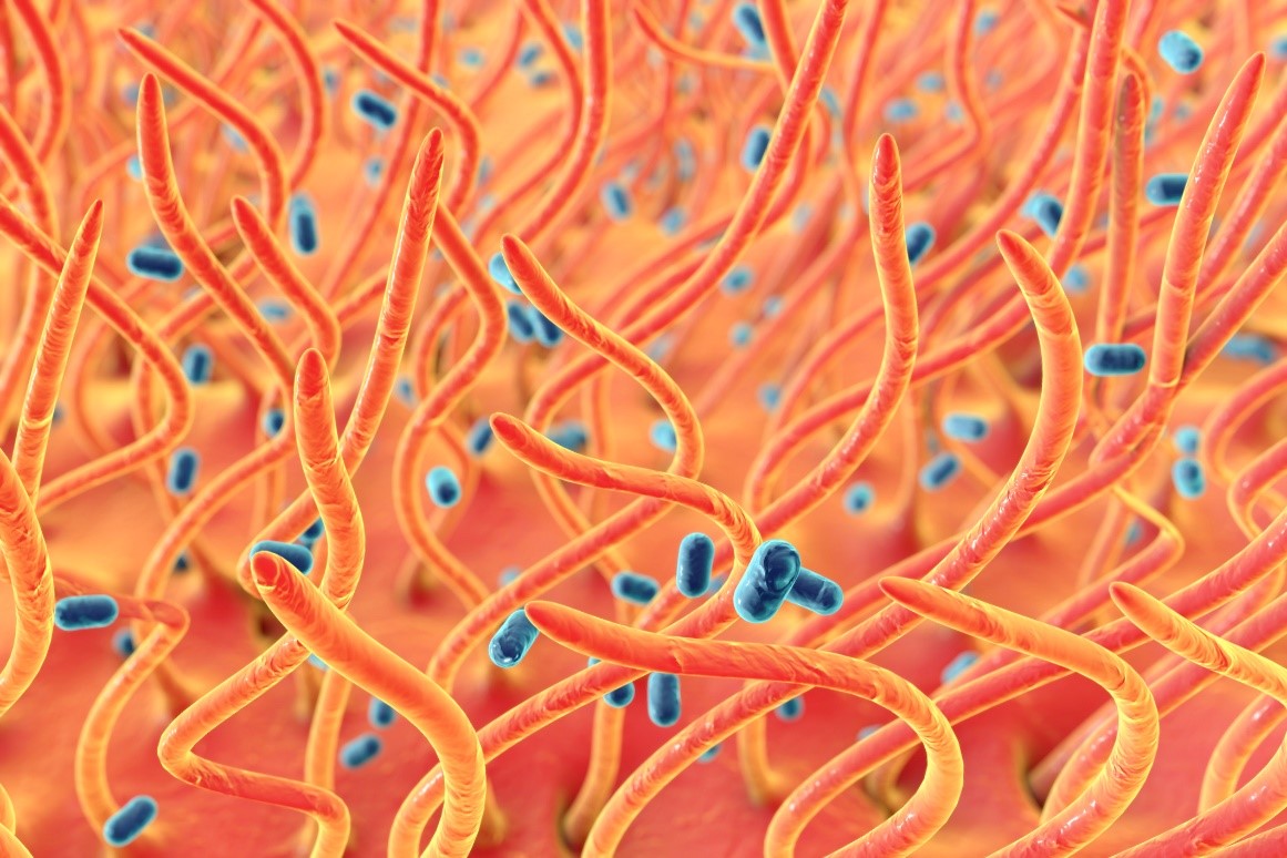 Pertussis-Toxin greift das Flimmerepithel der Atemwege an. Fotoquelle: Getty Images.