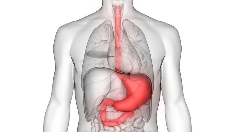 Verdauungssystem eines Menschen - Speiseröhre, Magen und Dünndarm, schematische Abbildung