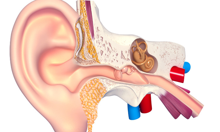 anatomische Zeichnung des Gehörsystems