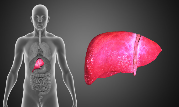 transluzentes Modell des Menschen mit sichtbarem Verdauungstrakt auf der rechten Seite und menschlicher Leber auf der linken Seite