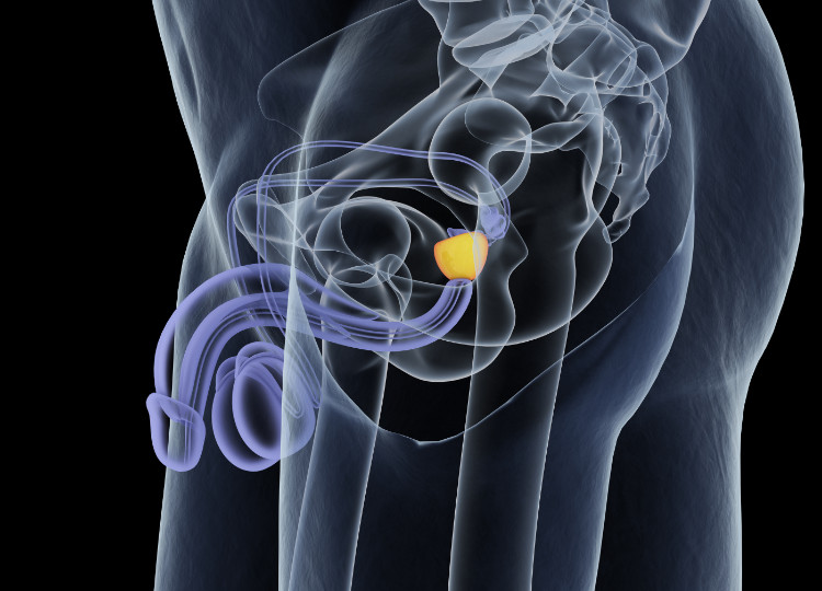 anatomische Lage der Prostata