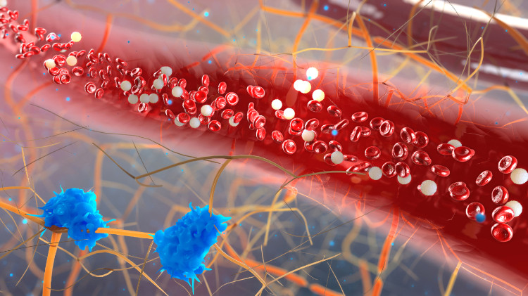 mikroskopisch vergrößerte Blutgefäße mit sichtbaren Blutzellen und dem Vorhandensein von Mikroorganismen in der Blutbahn