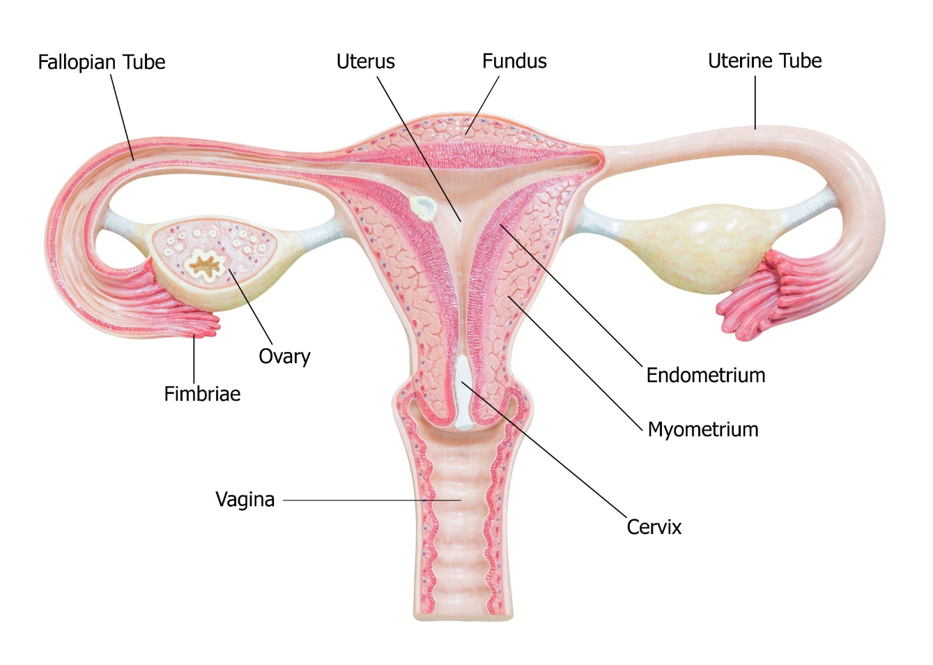 Anatomie der weiblichen Geschlechtsorgane