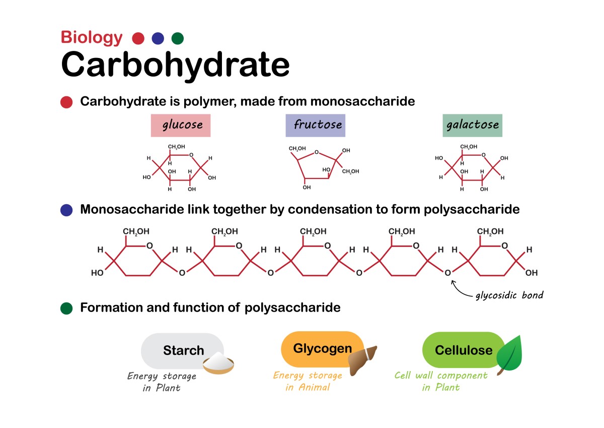 Grundlegende Kohlenhydratbiologie: Einfachzucker (Monosaccharide): Glukose, Fruktose, Galaktose bilden Verbindungen zu Polysacchariden wie Stärke, Glykogen oder Ballaststoffen.