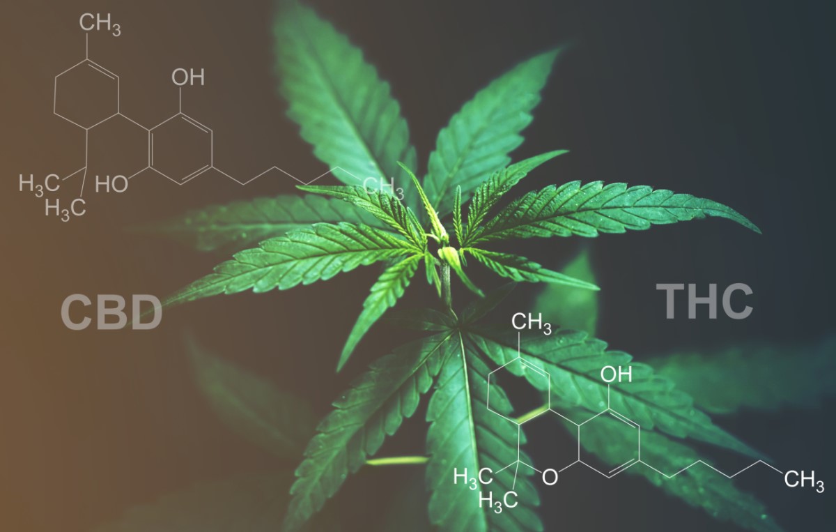 CBD Versus THC: Kennen Sie Den Unterschied In Wirkung Und Verwendung ...