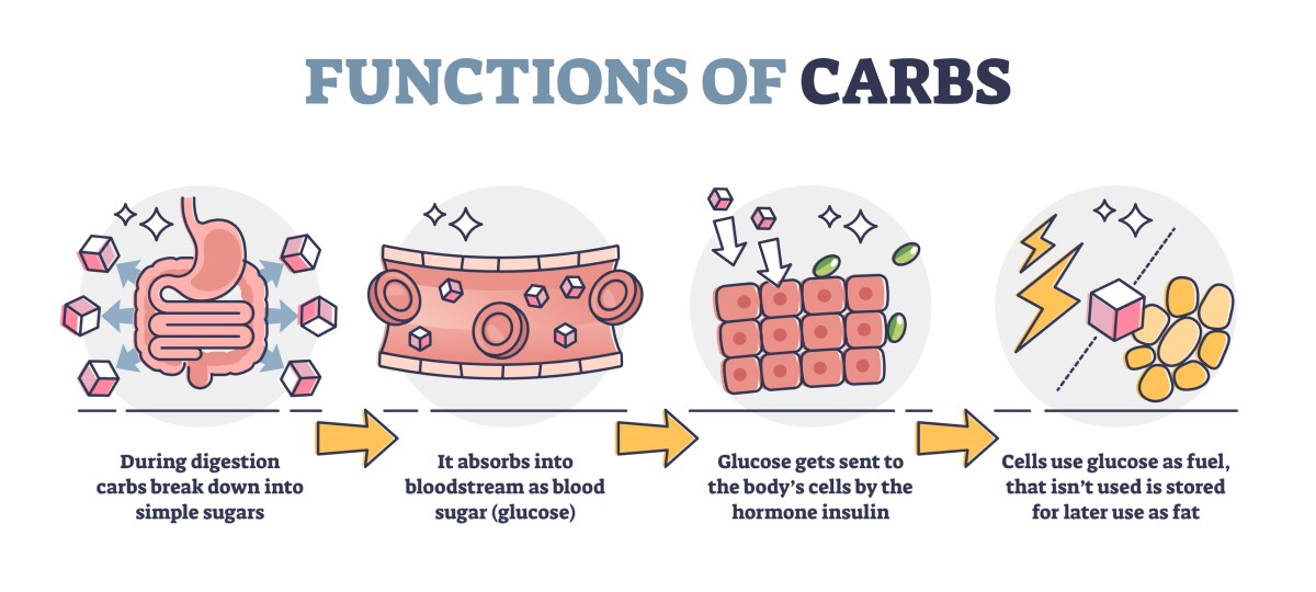 Funktionen der Kohlenhydrate: Umwandlung der mit der Nahrung aufgenommenen Kohlenhydrate in Einfachzucker (Glukose) - Glukose im Blutkreislauf - Aufnahme der Glukose durch die Zellen mit Hilfe des Hormons Insulin - Verwendung der Glukose als Energieträger.