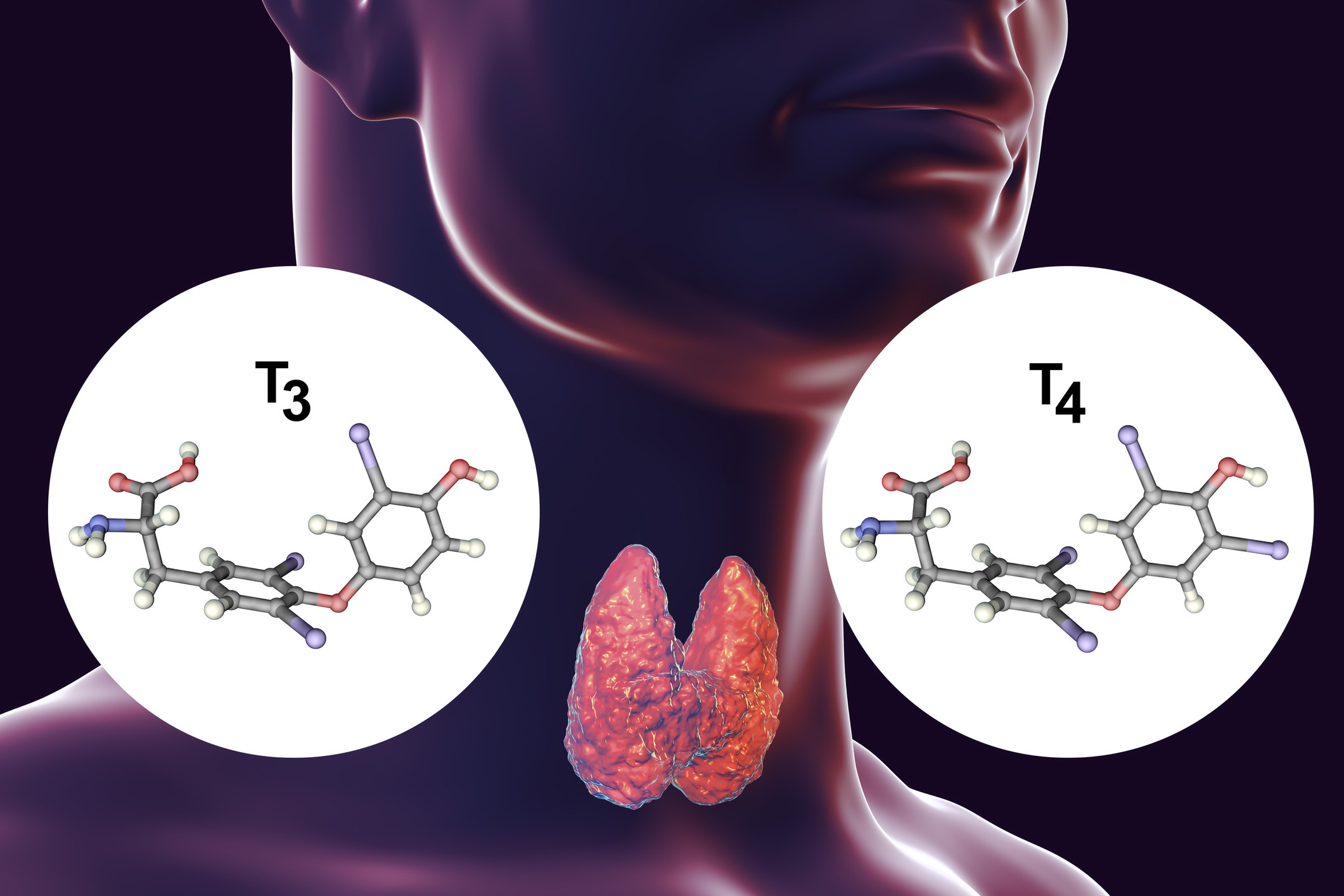 Die Schilddrüse produziert Schilddrüsenhormone - Thyroxin (T4) und Trijodthyronin (T3).