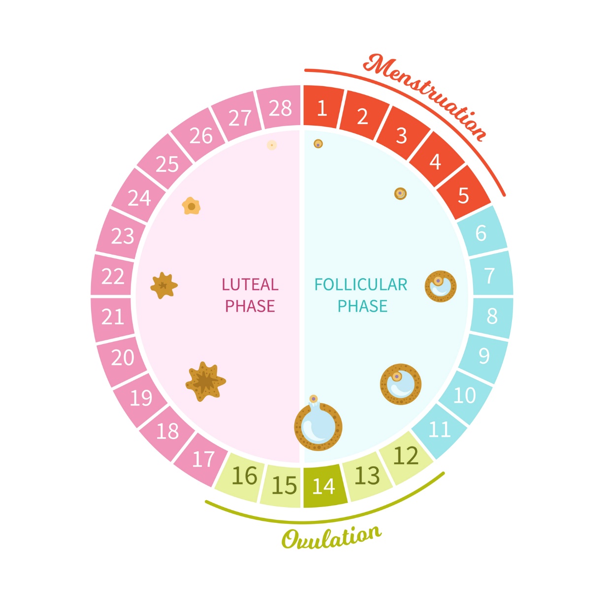 Die verschiedenen Phasen des Menstruationszyklus einer Frau in 28 Tagen