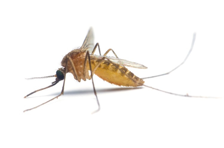 Stechmücke gelb-braun im Profil, auf weißem Hintergrund