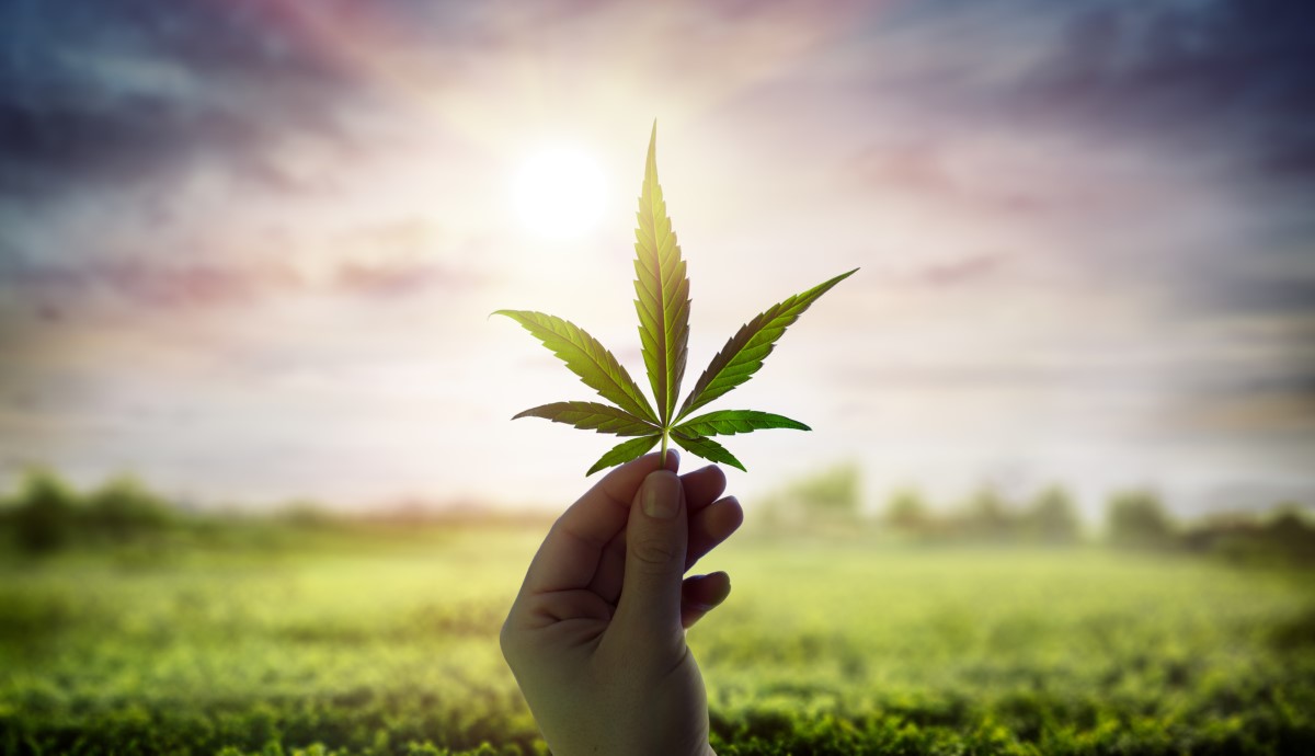 Cannabis und sein Blatt in der Sonne