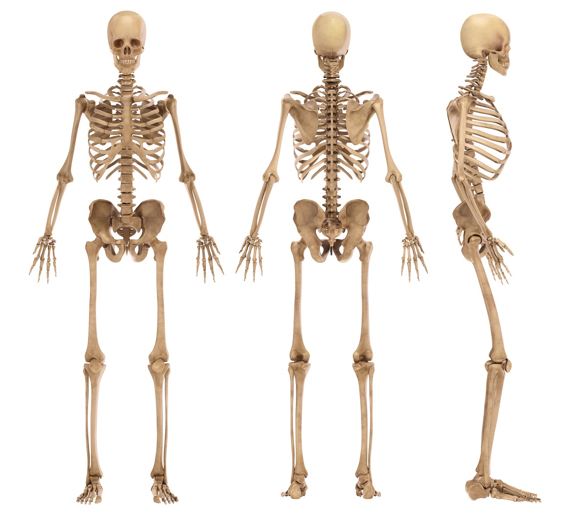 Das Skelett des Menschen