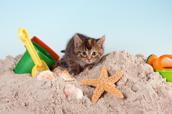 Kätzchen im Sandkasten mit Babyschaufel und Förmchen