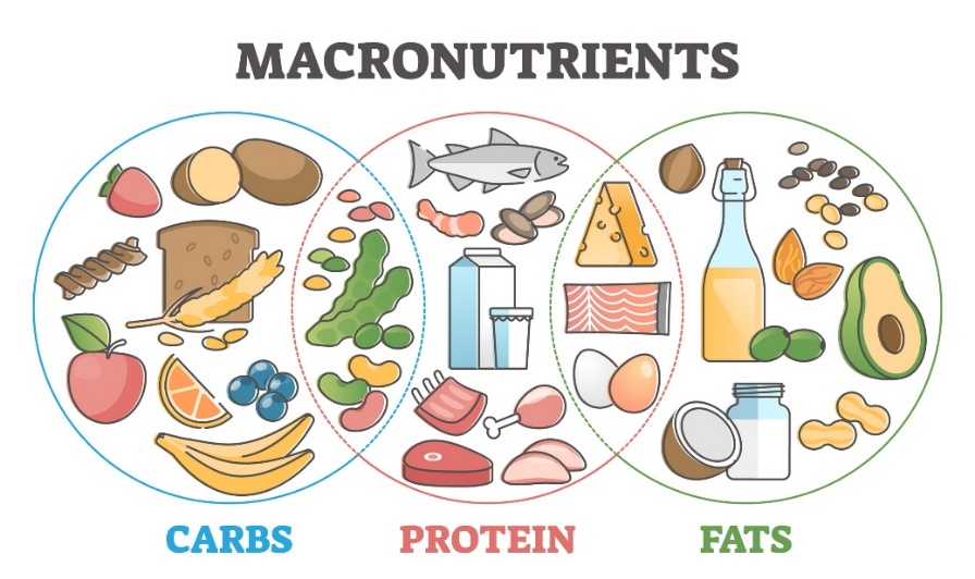 Makronährstoffe und ihre Quellen in der Ernährung: Kohlenhydrate, Proteine und Fette.