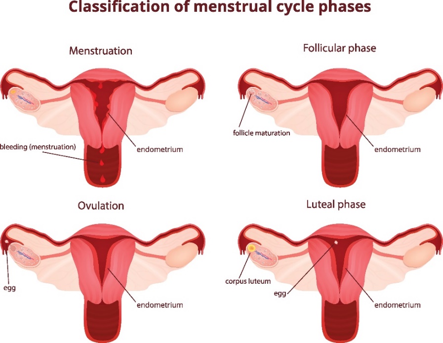 4 Phasen des Menstruationszyklus