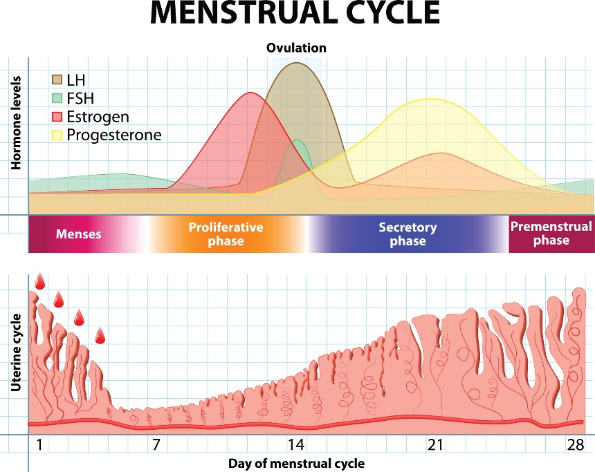 Menstruationszyklus und Veränderungen der Hormone und der Gebärmutterschleimhaut im Laufe der Zeit.