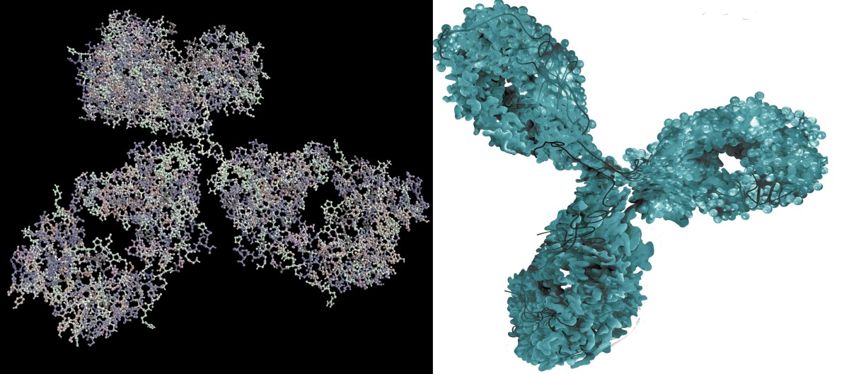 Molekulare Bildgebung eines monoklonalen Antikörpers - ein biologisches Arzneimittel
