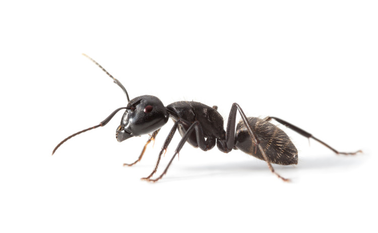 schwarze Ameise im Profil auf weißem Hintergrund