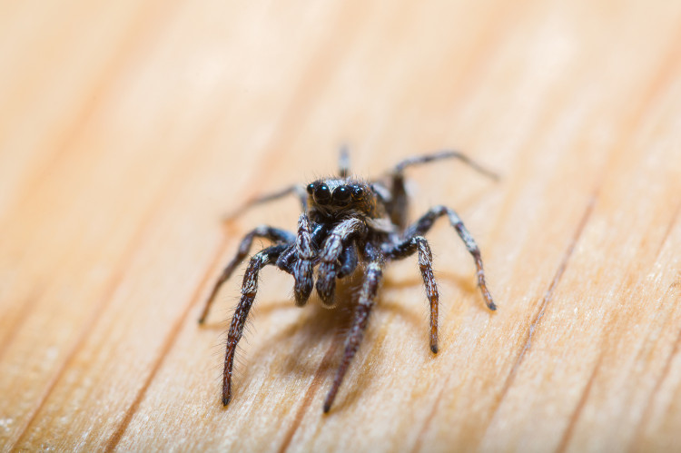 schwarze Spinne, Frontalaufnahme, auf blassbraunem Hintergrund