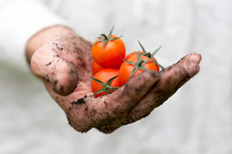 schmutzige Hand, die Tomaten hält