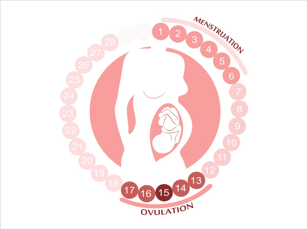 Der weibliche Zyklus: Menstruation, Eisprung und fruchtbare Tage