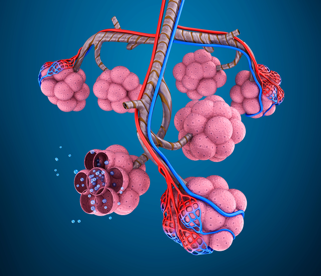 Modell der Lungenkammer, d.h. Alveolen, Lungengefäße, Sauerstoffmoleküle