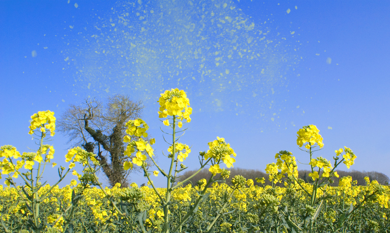 Heuschnupfen ist eine Pollenallergie.
