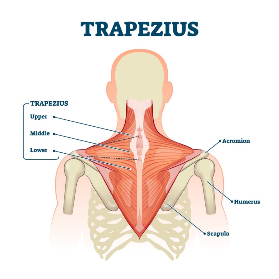 Trapeziusmuskel (musculus trapezius) - die oberen, mittleren und unteren Fasern des Muskels. Acromion (der Fortsatz des Schulterblatts über dem Schultergelenk, Humerus - Oberarmknochen, Scapula - Schulterblatt).