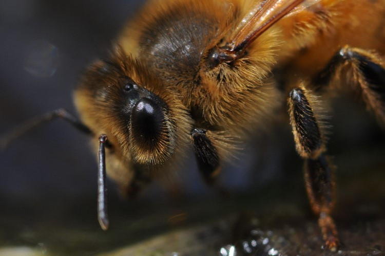 Biene von gelber Farbe Nahaufnahme im Profil