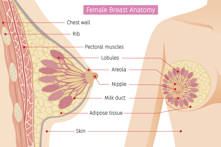 Anatomie der weiblichen Brüste