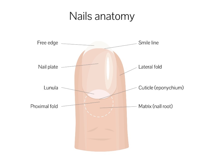 Anatomie des Nagels