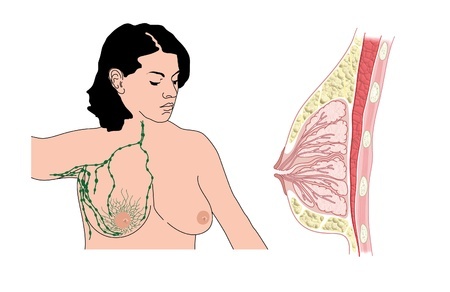 Lymphknoten des Brustkorbs