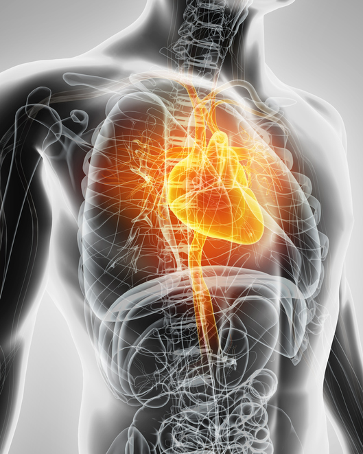 Modell des Herzens, des Herz-Kreislauf-Systems, der Atemwege und des Verdauungssystems